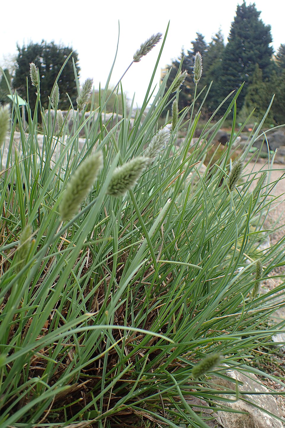 Sesleria nitida (alternate view 8)