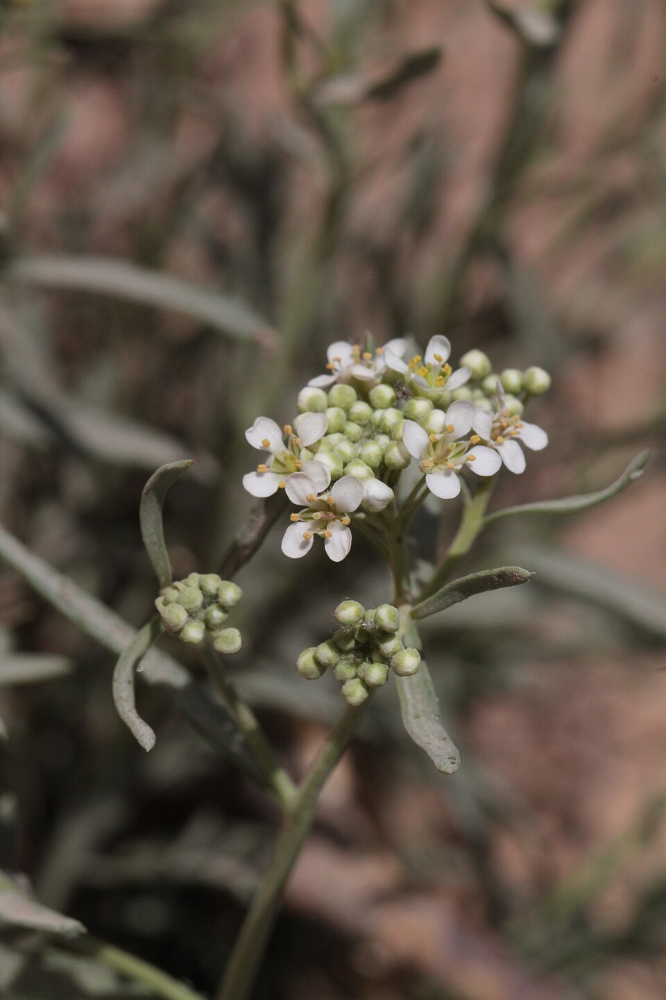 Lepidium (Pepperweeds) (alternate view 4)