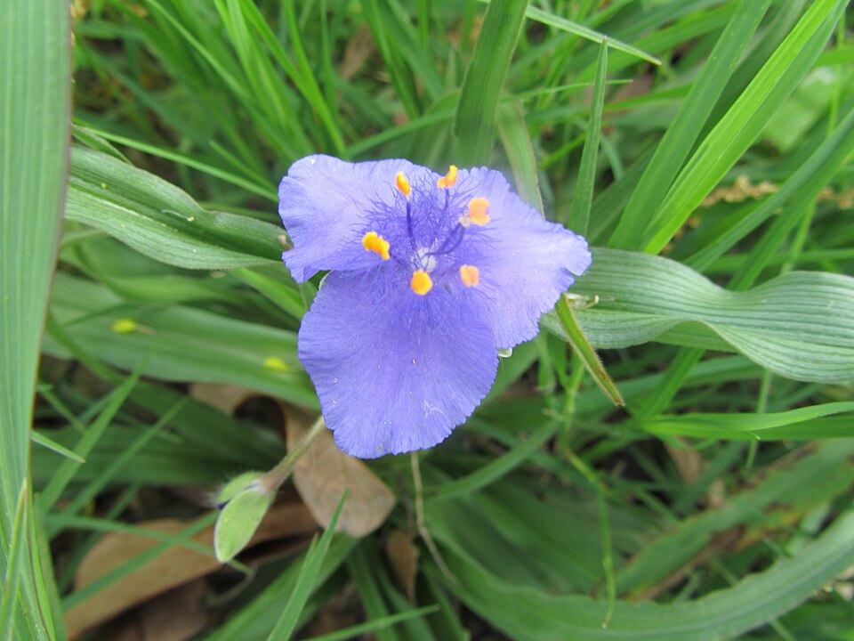 Tradescantia (Spiderworts) (alternate view 4)