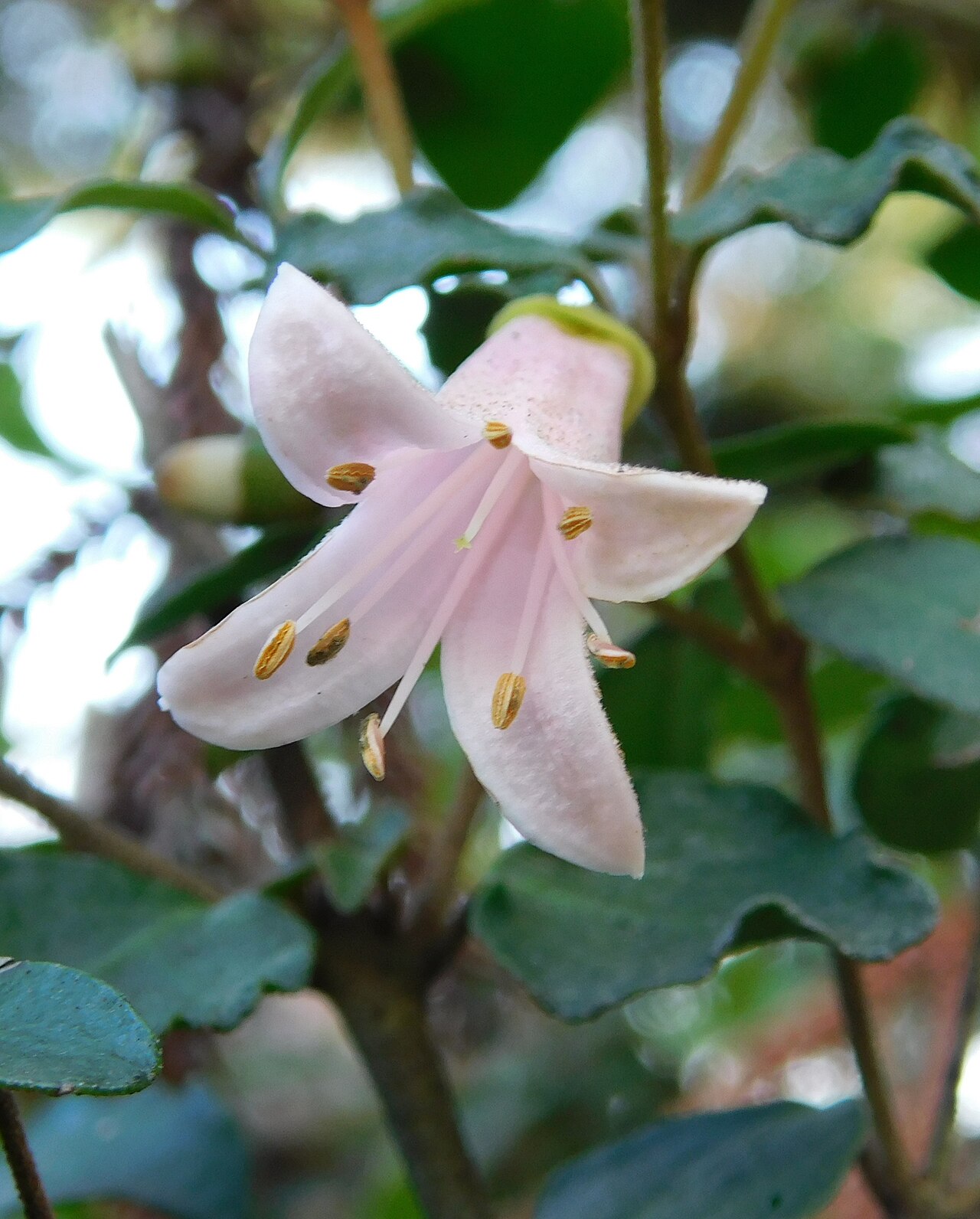 Correa pulchella, Salmon correa — mounding evergreen (Rutaceae) (image 5 of 10)