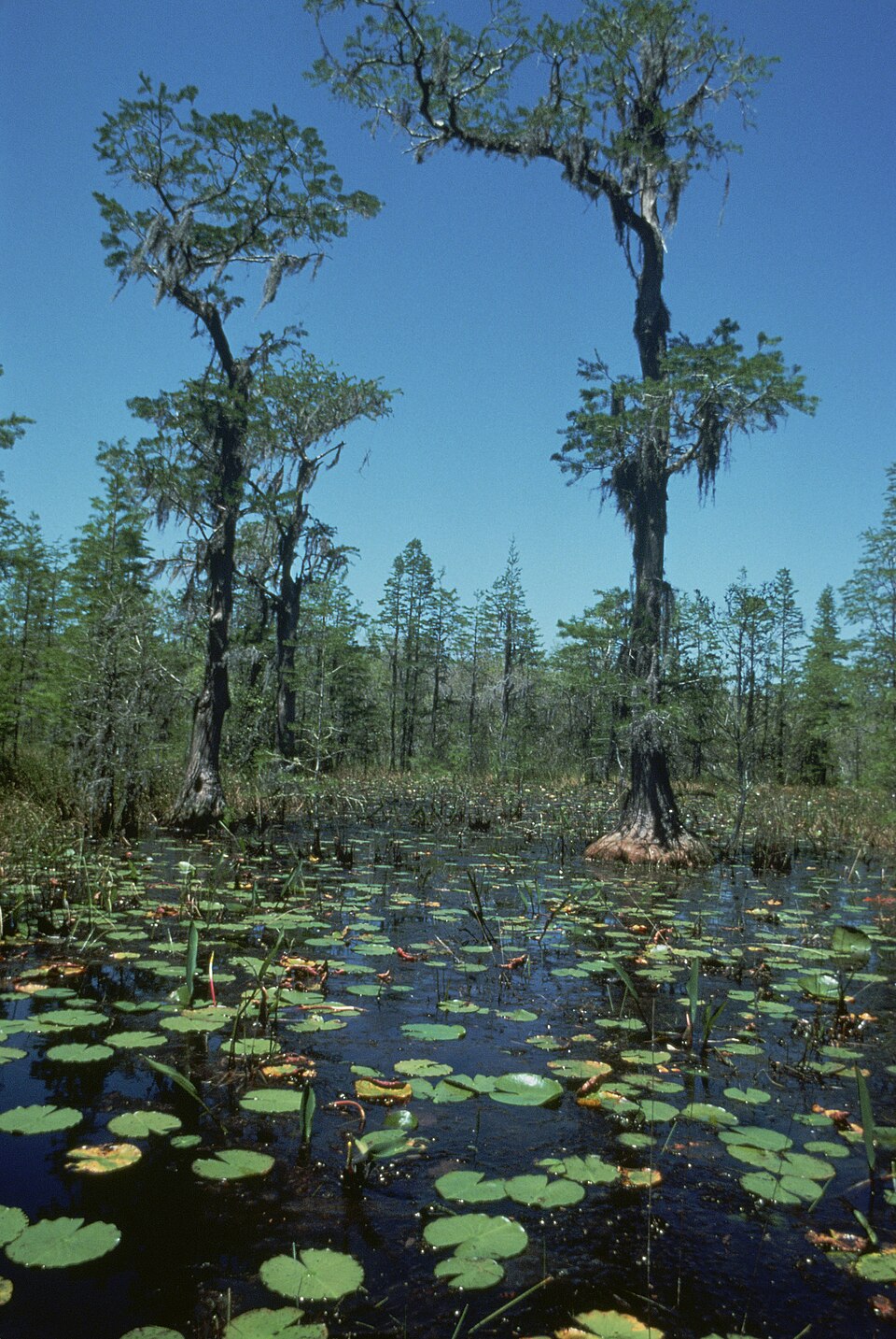 Taxodium ascendens (pondcypress) (alternate view 7)