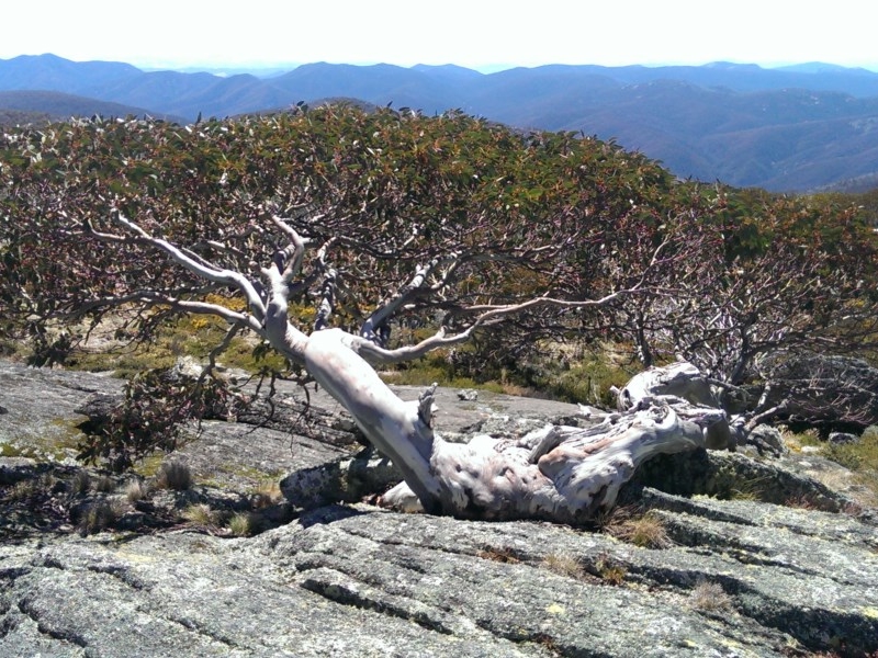 Eucalyptus pauciflora ssp. debeuzevillei (Jounama Snow Gum) (alternate view 7)
