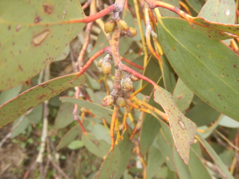 Eucalyptus pauciflora ssp. debeuzevillei (Jounama Snow Gum) (alternate view 8)