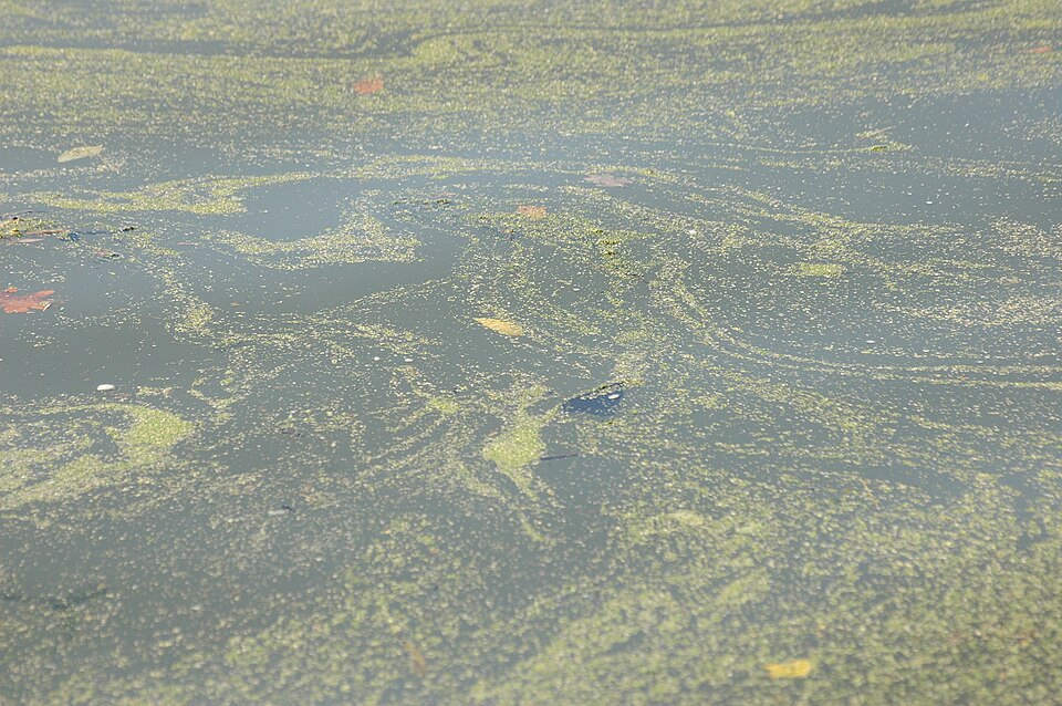 Lemna minor (Common Duckweed)