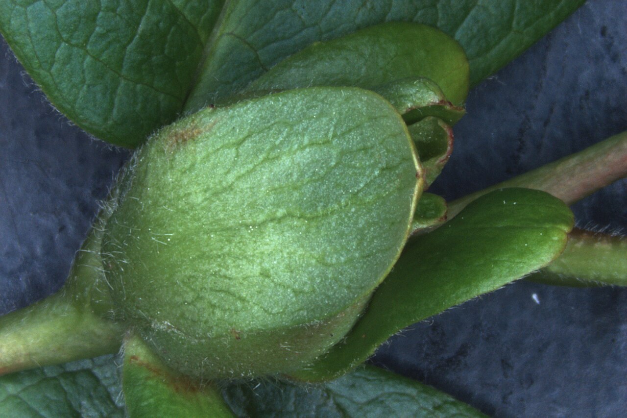 Stewartia ovata, Mountain camellia — upright deciduous (Theaceae) (image 8 of 10)
