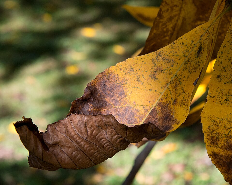 Carya ovata (shagbark hickory)