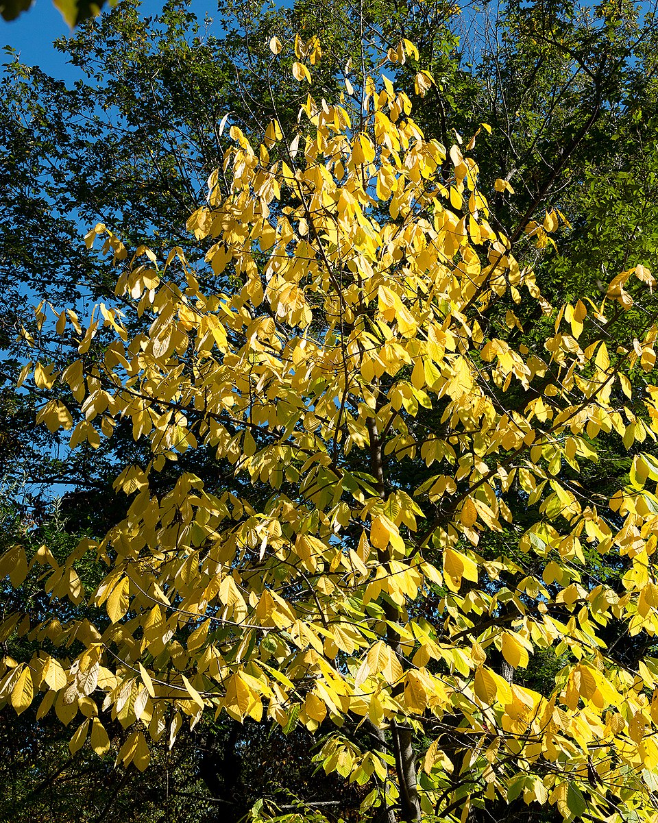 Asimina triloba (Pawpaw) (alternate view 7)