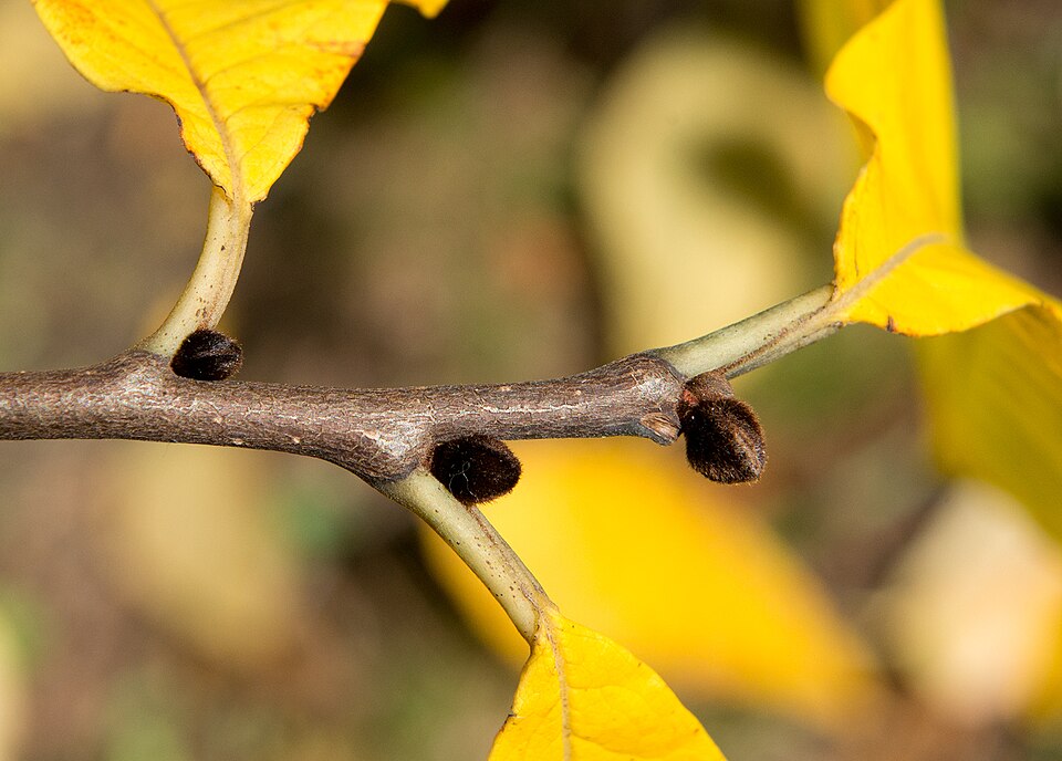 Asimina triloba (Pawpaw) (alternate view 8)