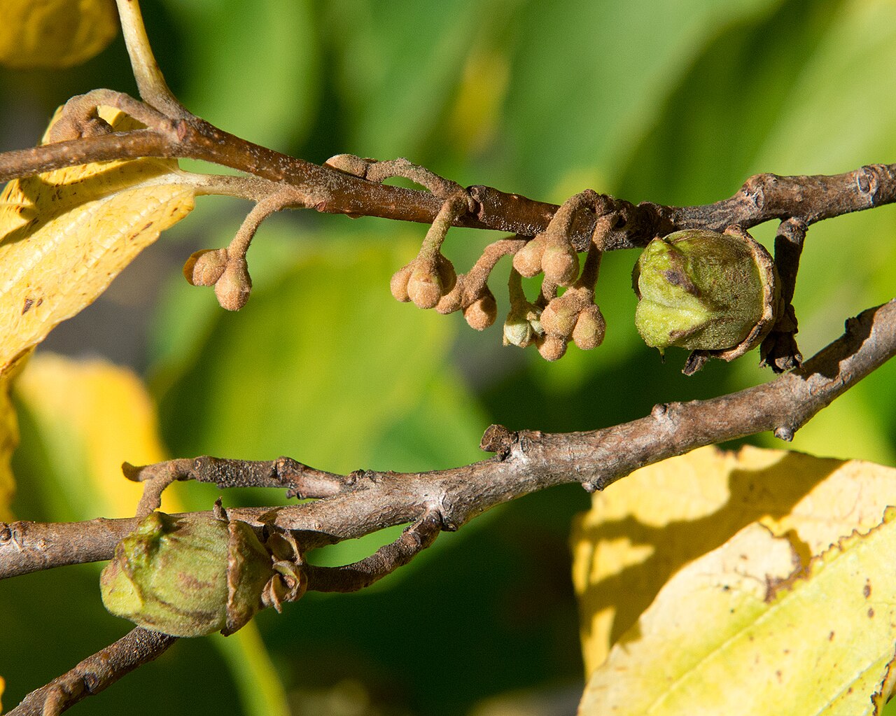 Hamamelis vernalis, Ozark witch hazel — upright deciduous (Hamamelidaceae) (image 1 of 10)