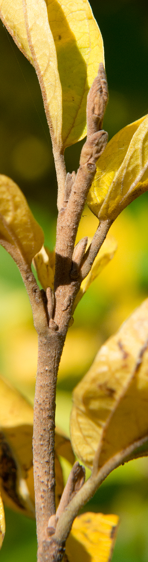 Hamamelis vernalis, Ozark witch hazel — upright deciduous (Hamamelidaceae) (image 2 of 10)