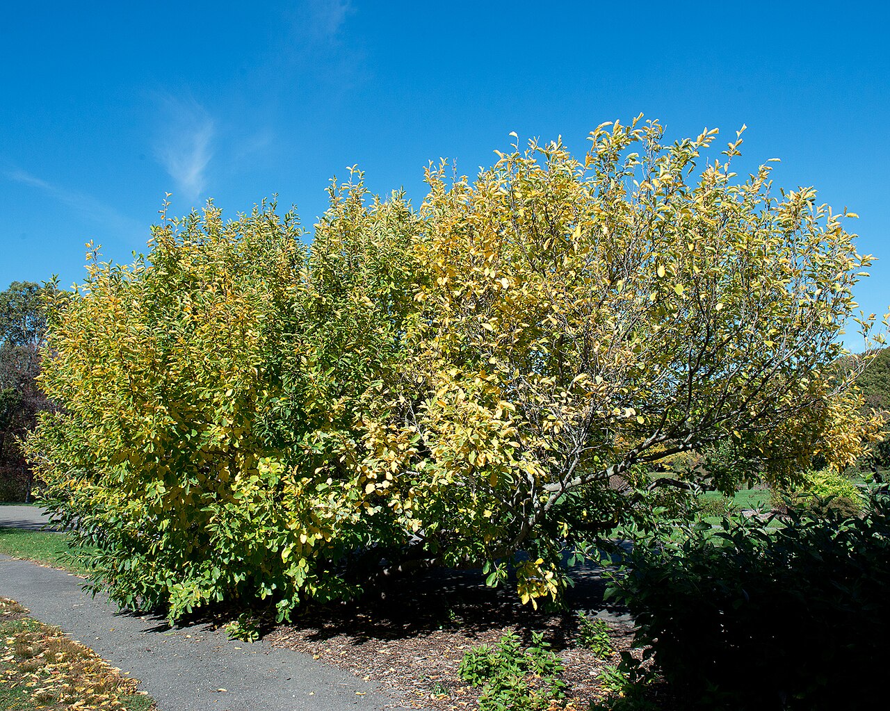 Hamamelis vernalis, Ozark witch hazel — upright deciduous (Hamamelidaceae) (image 3 of 10)