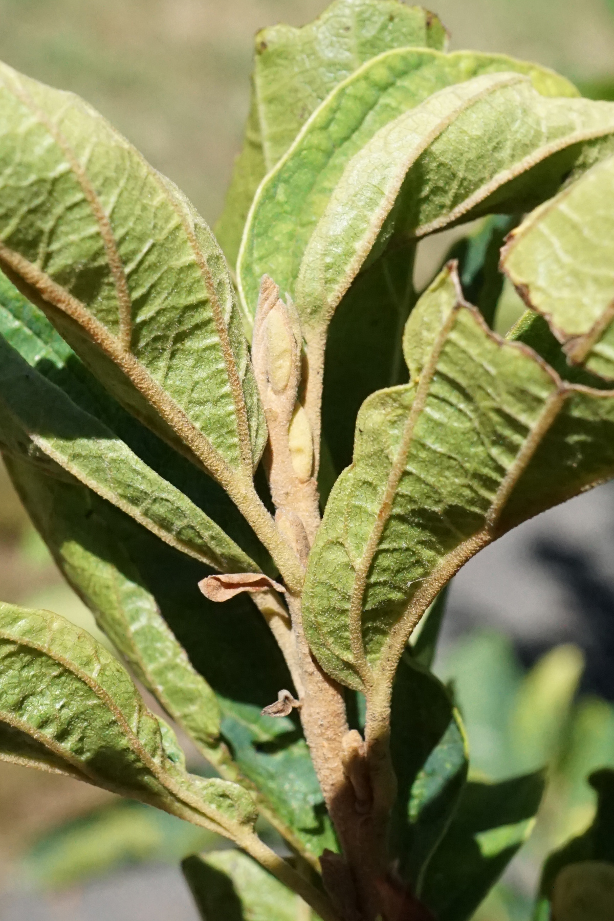 Hamamelis vernalis, Ozark witch hazel — upright deciduous (Hamamelidaceae) (image 4 of 10)
