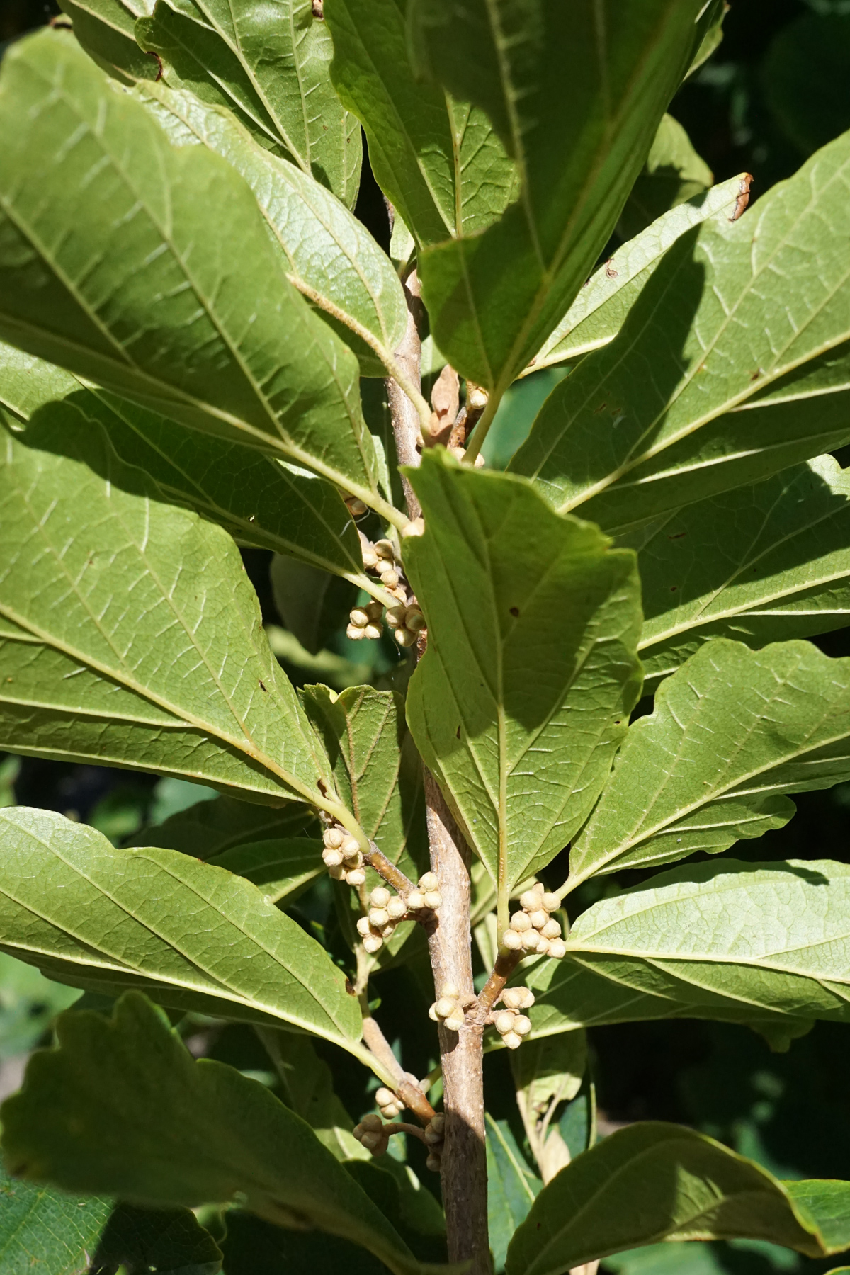 Hamamelis vernalis, Ozark witch hazel — upright deciduous (Hamamelidaceae) (image 5 of 10)