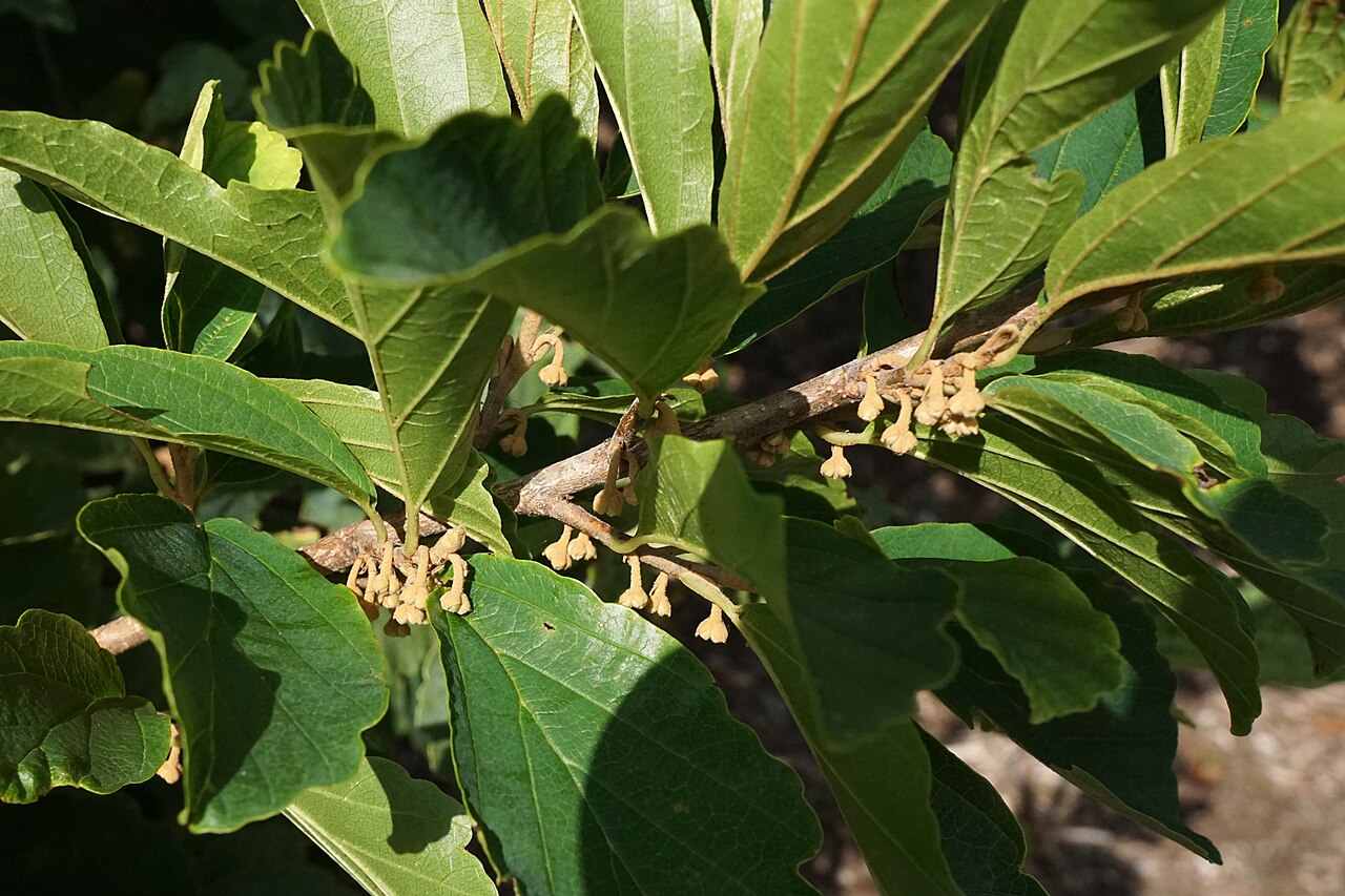 Hamamelis vernalis, Ozark witch hazel — upright deciduous (Hamamelidaceae) (image 7 of 10)