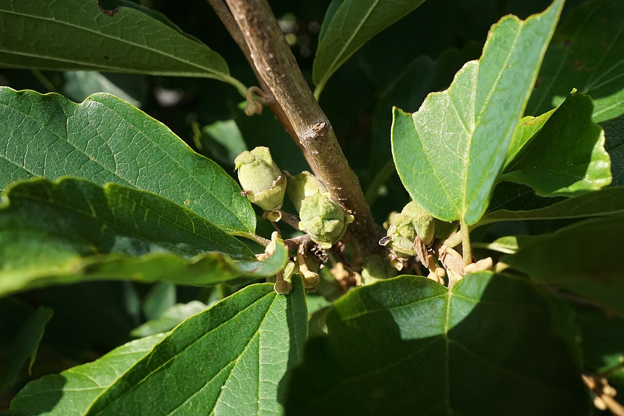 Hamamelis vernalis, Ozark witch hazel — upright deciduous (Hamamelidaceae) (image 8 of 10)