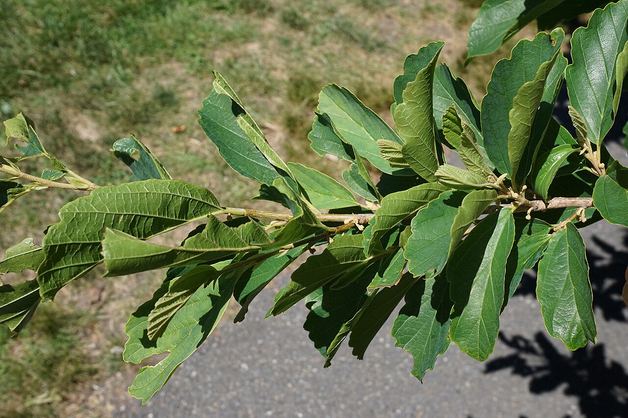 Hamamelis vernalis, Ozark witch hazel — upright deciduous (Hamamelidaceae) (image 10 of 10)