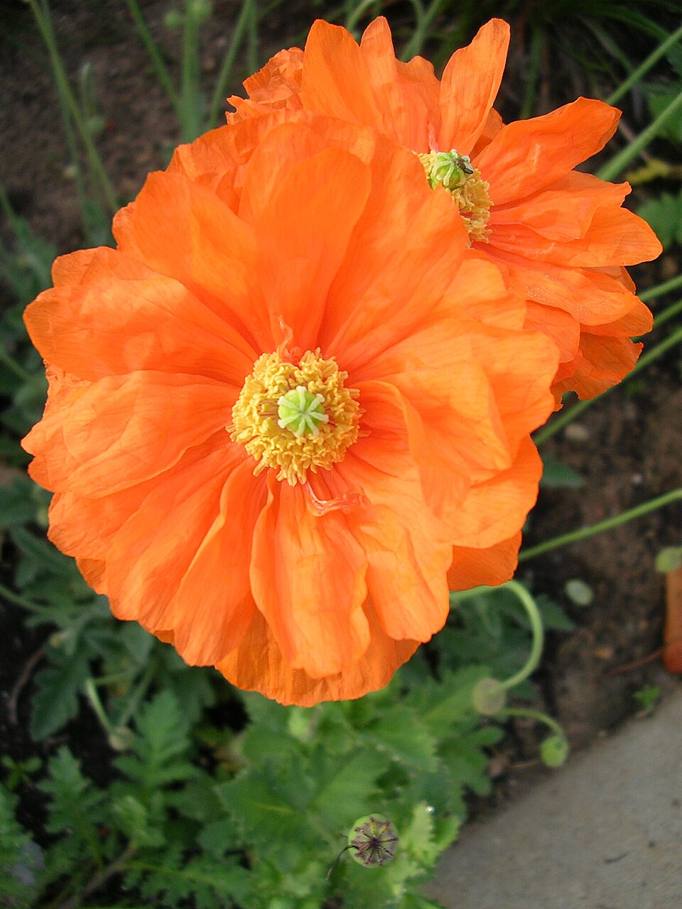 Papaver atlanticum (Atlas Poppy)