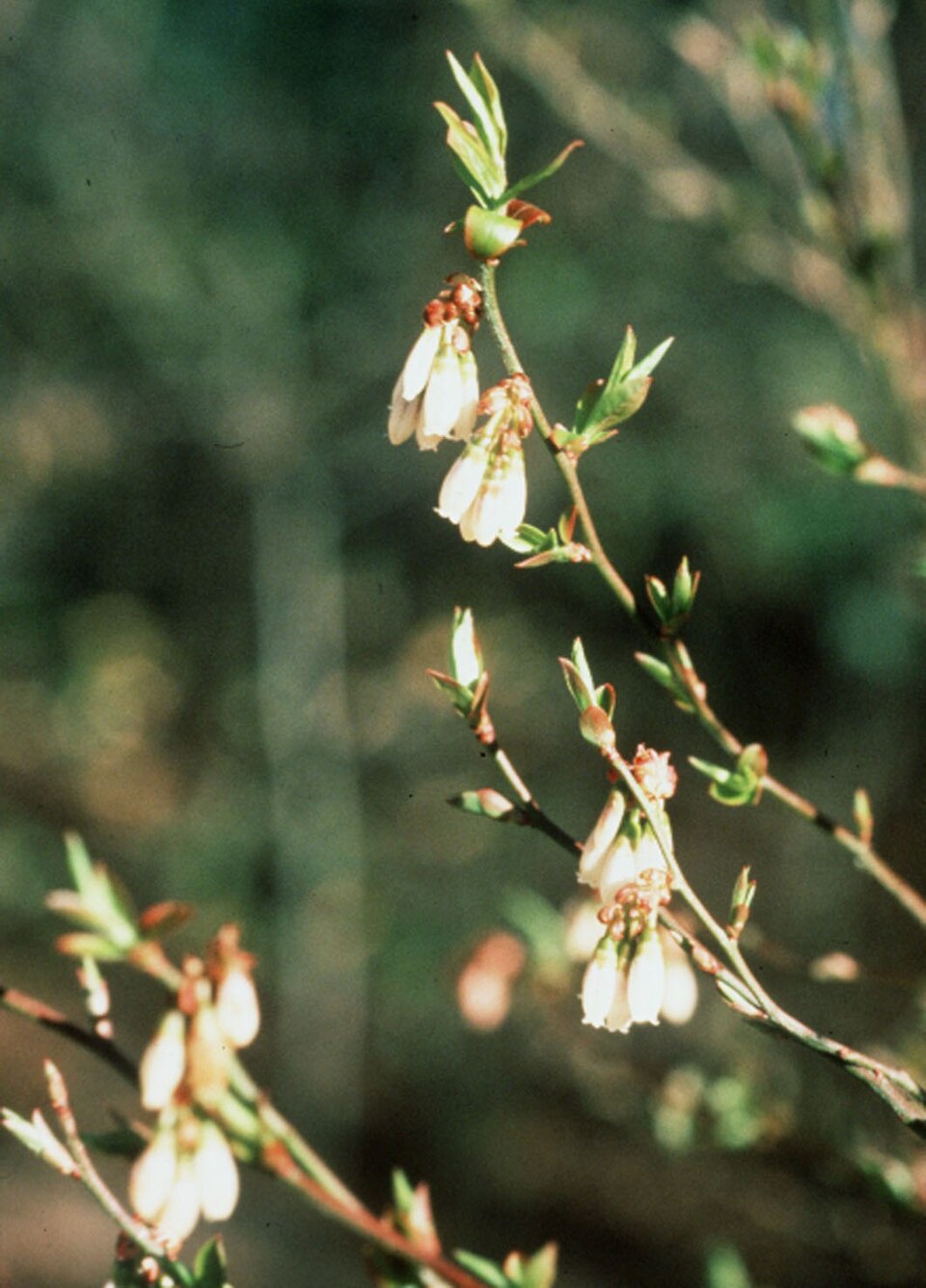 Vaccinium elliottii (mayberry) (alternate view 4)