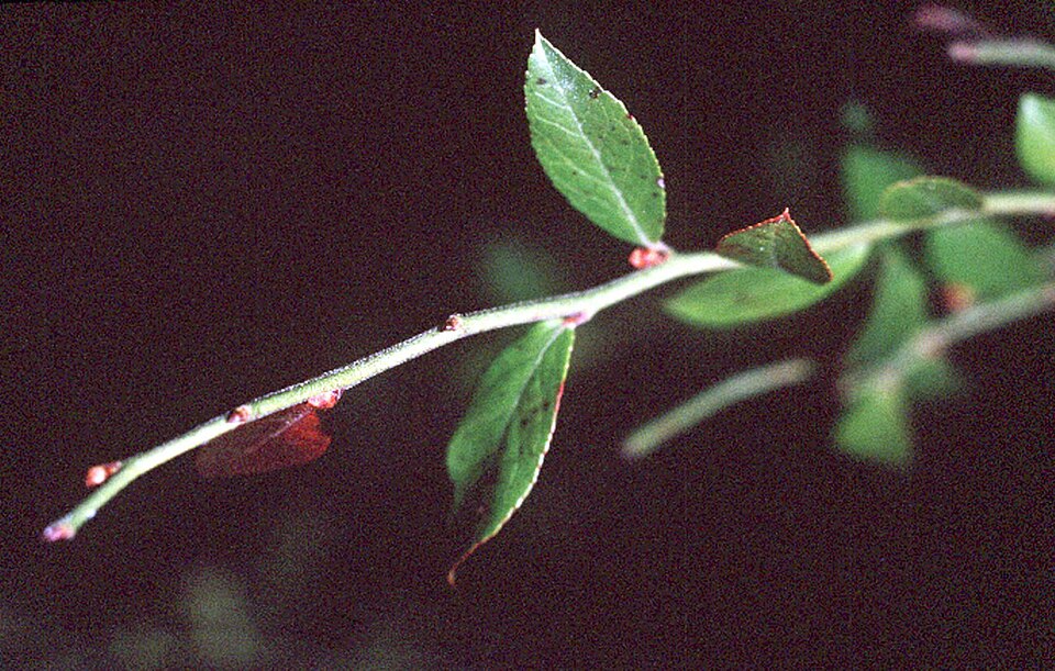 Vaccinium elliottii (mayberry) (alternate view 5)