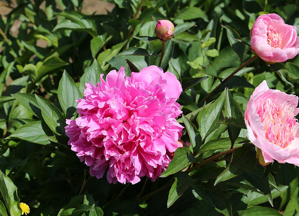 Paeonia lactiflora 'Celebrity' (Celebrity Peony)