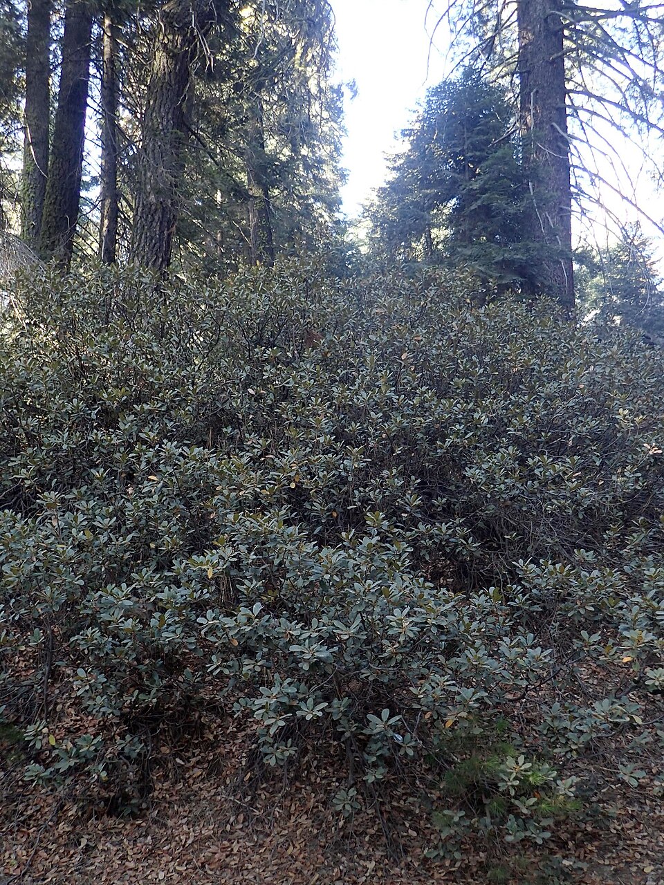 Chrysolepis sempervirens (bush chinquapin) (alternate view 10)