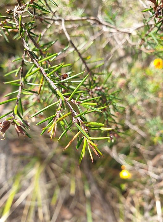 Pultenaea juniperina (prickly beauty) (alternate view 10)