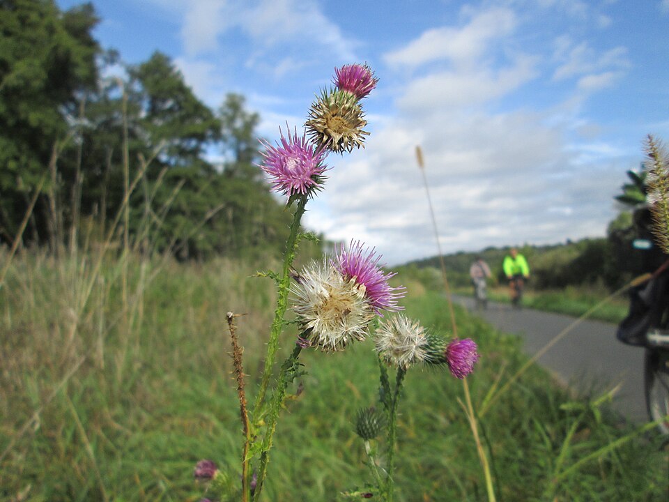 Carduus crispus (Welted Thistle)