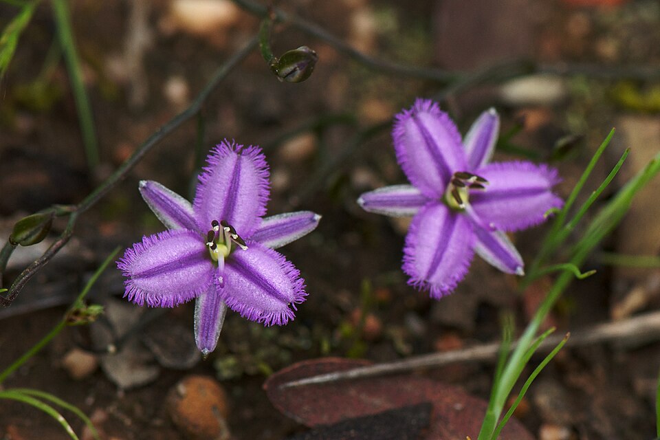 Thysanotus patersonii (Twining Fringe-lily)