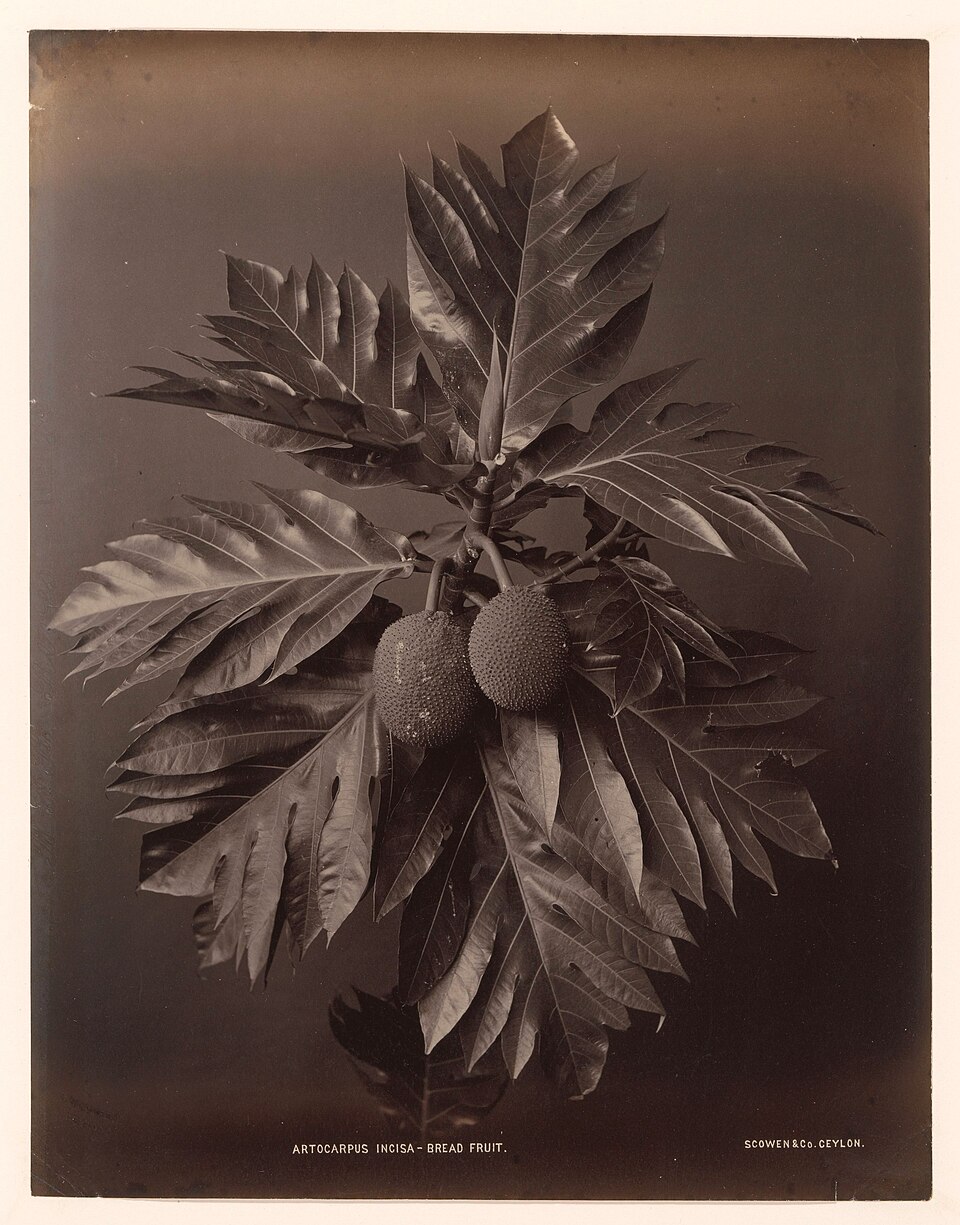 Artocarpus