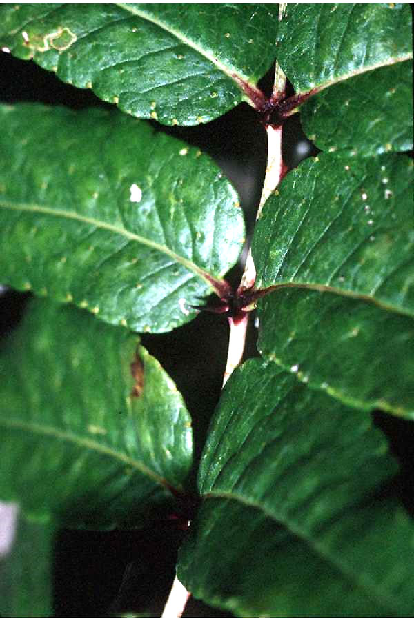 Zanthoxylum clava-herculis (Hercules' club) (alternate view 6)