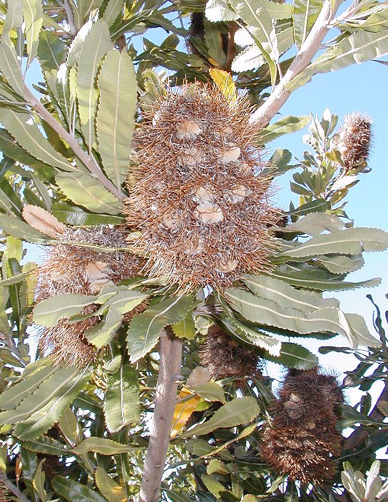 Banksia serrata (Old man banksia) (alternate view 2)