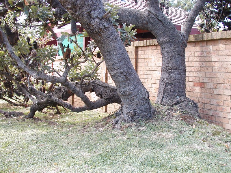 Banksia serrata (Old man banksia) (alternate view 3)
