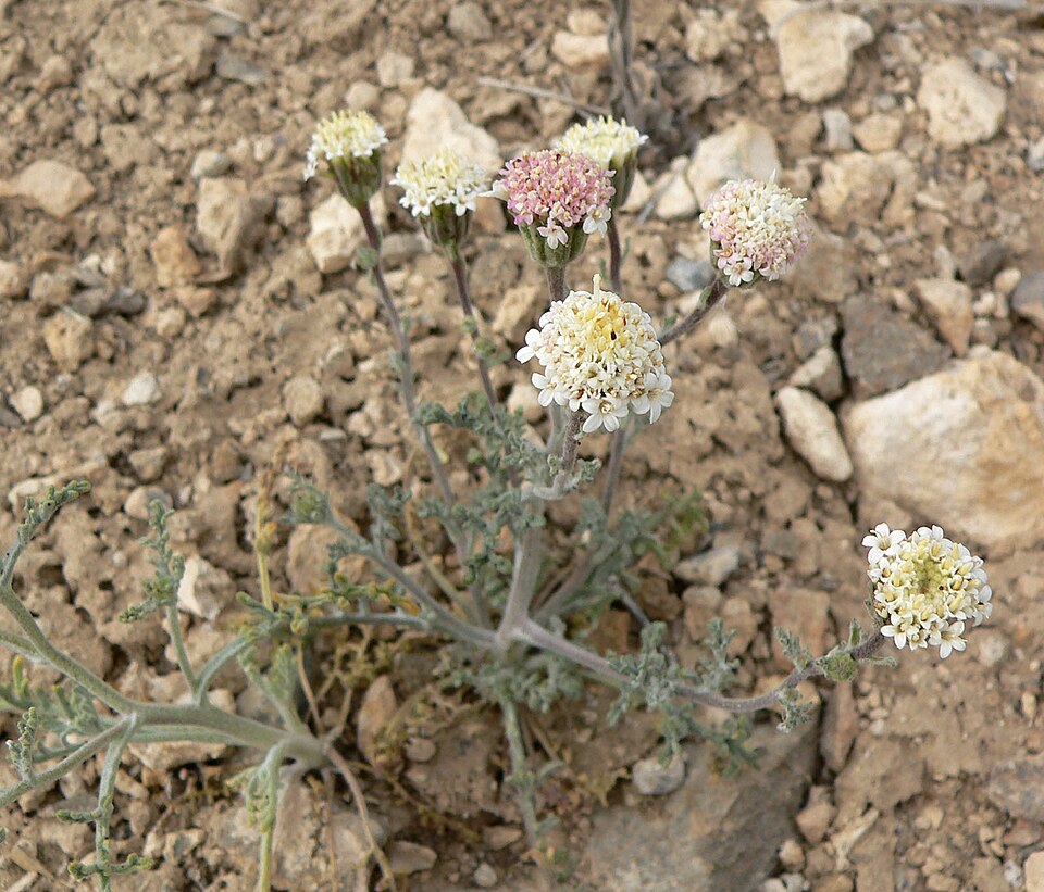 Chaenactis douglasii (Hoary Pincushion) (alternate view 6)