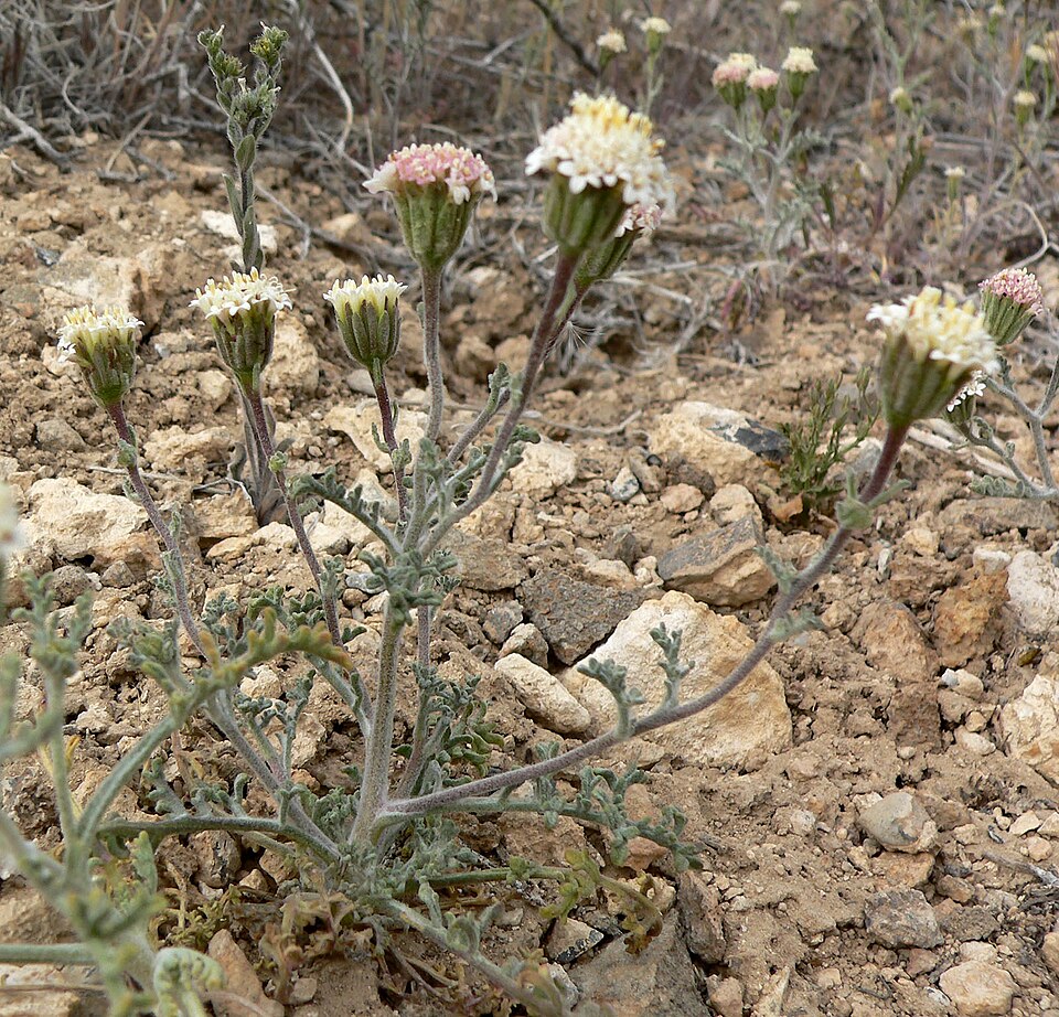 Chaenactis douglasii (Hoary Pincushion) (alternate view 7)