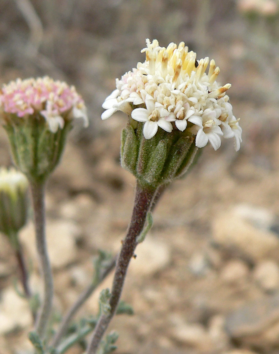 Chaenactis douglasii (Hoary Pincushion) (alternate view 8)