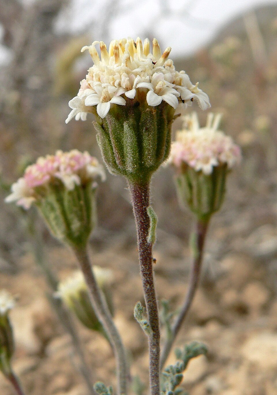 Chaenactis douglasii (Hoary Pincushion) (alternate view 9)