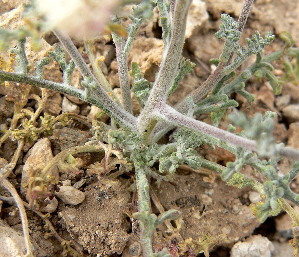 Chaenactis douglasii (Hoary Pincushion) (alternate view 10)