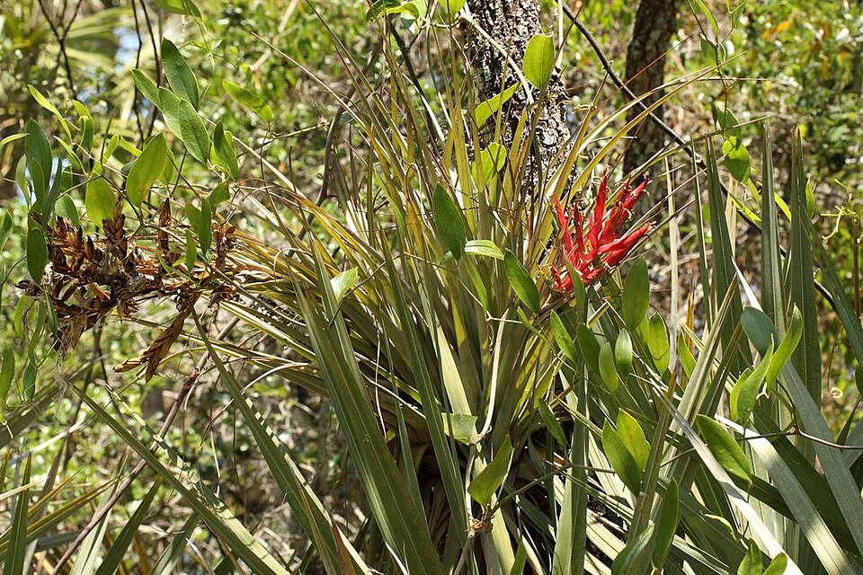 Tillandsia fasciculata (cardinal airplant) (alternate view 10)