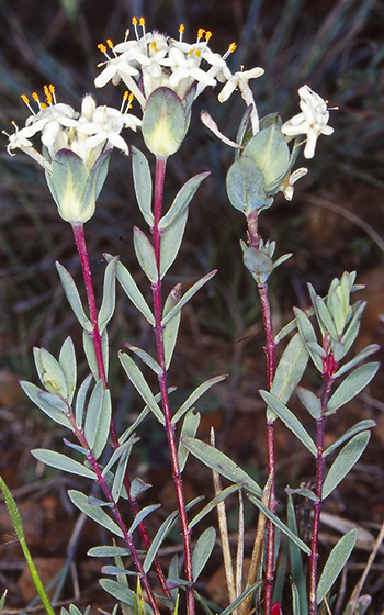 Pimelea glauca (smooth riceflower) (alternate view 8)