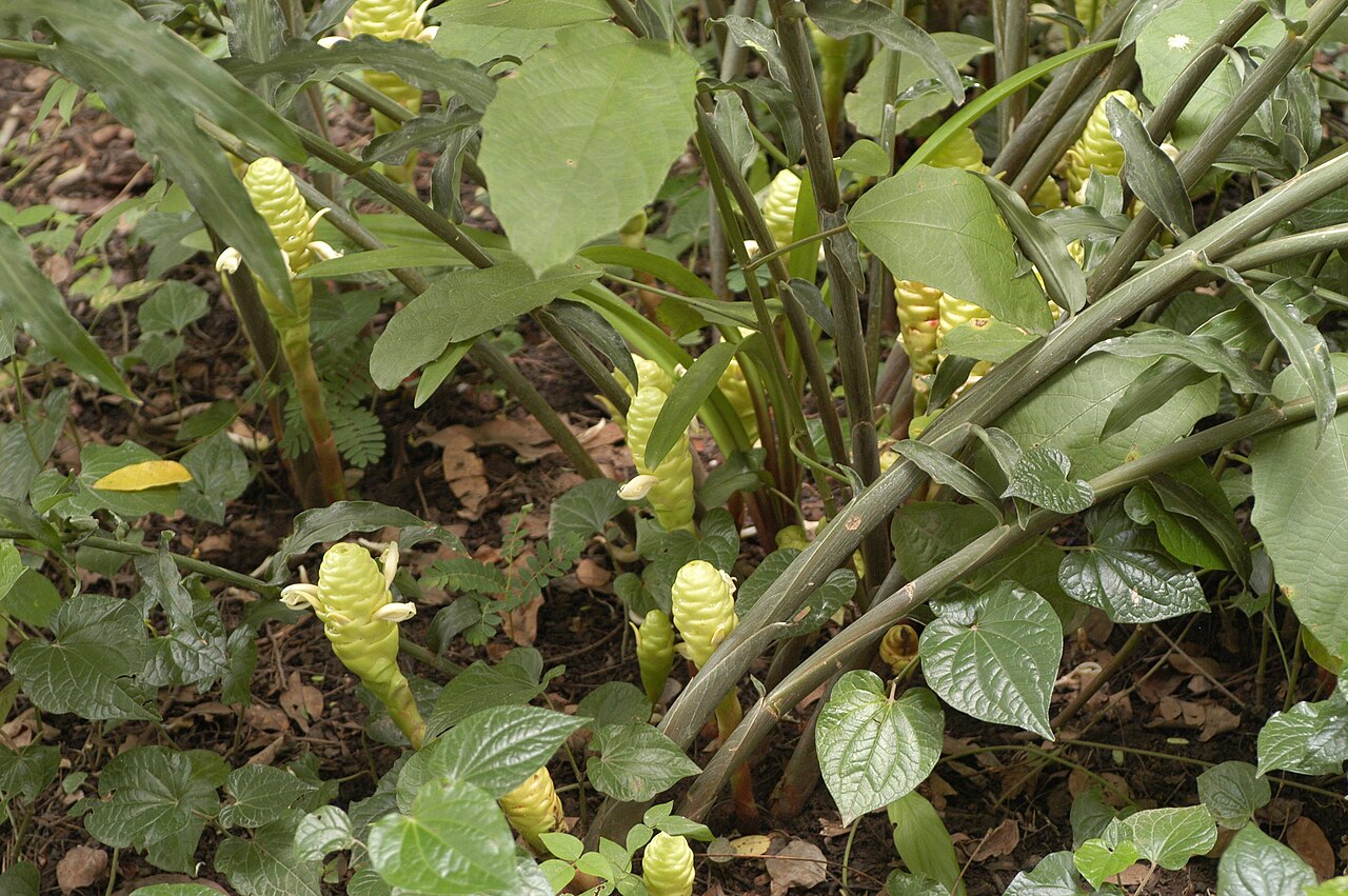 Zingiber zerumbet, Shampoo ginger — clumping deciduous (Zingiberaceae) (image 9 of 10)