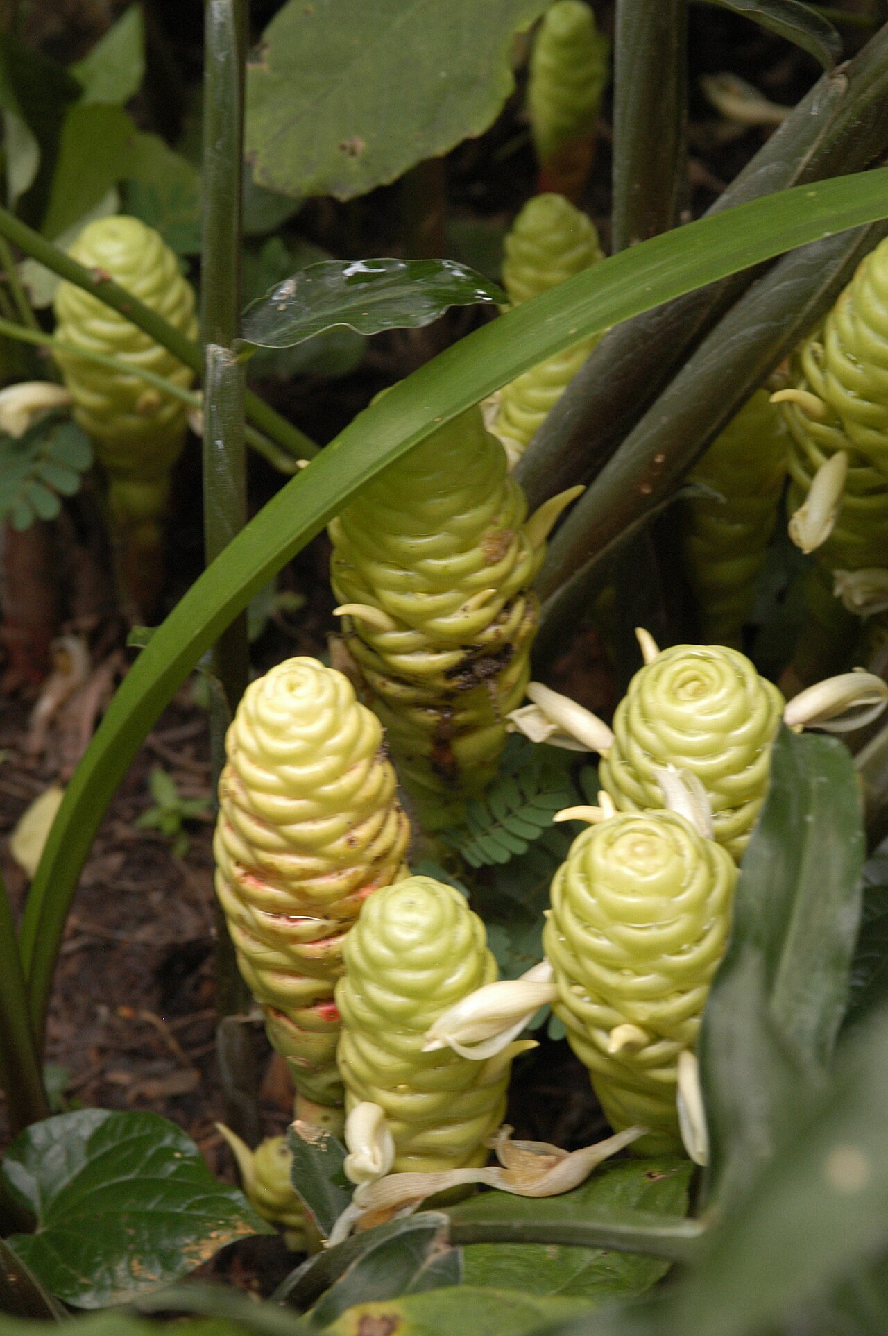 Zingiber zerumbet, Shampoo ginger — clumping deciduous (Zingiberaceae) (image 10 of 10)