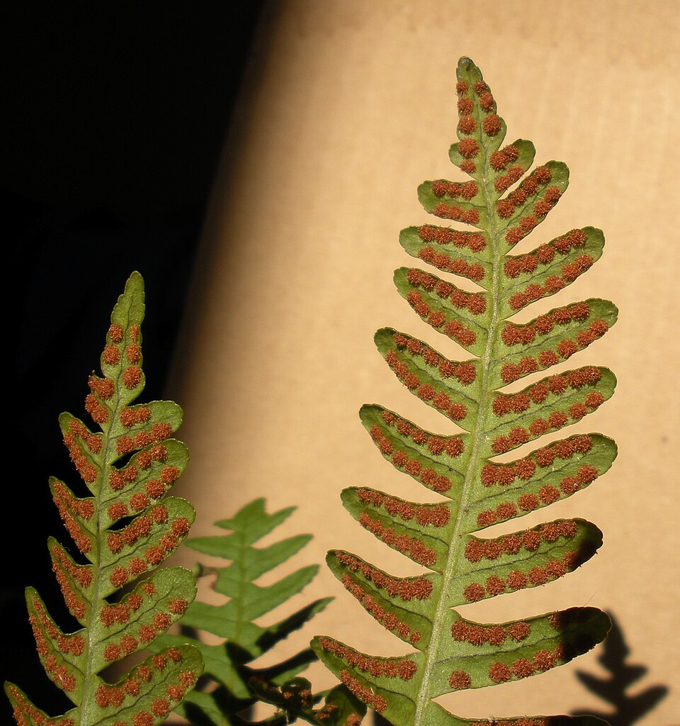 Polypodium virginianum (rock polypody)