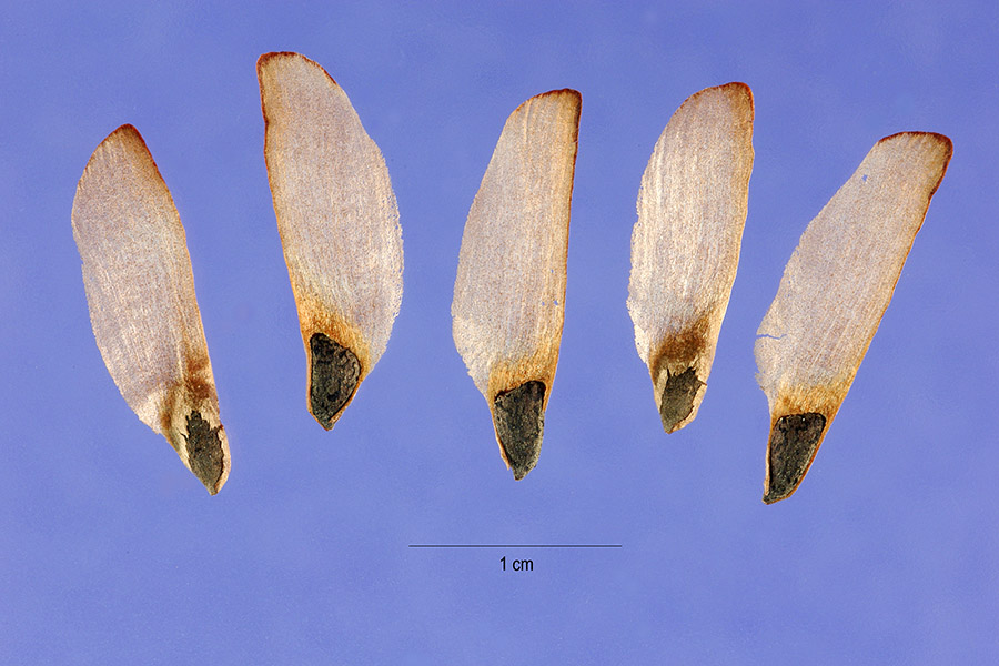 Pinus clausa (sand pine) (alternate view 4)