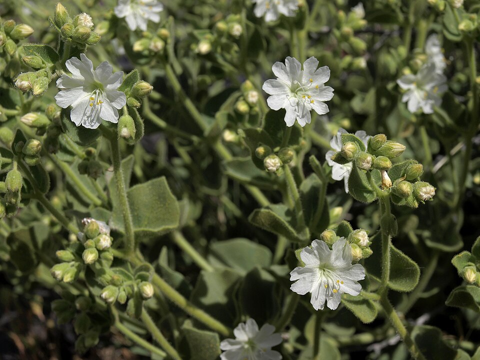 Mirabilis laevis (Wishbone Bush) (alternate view 3)