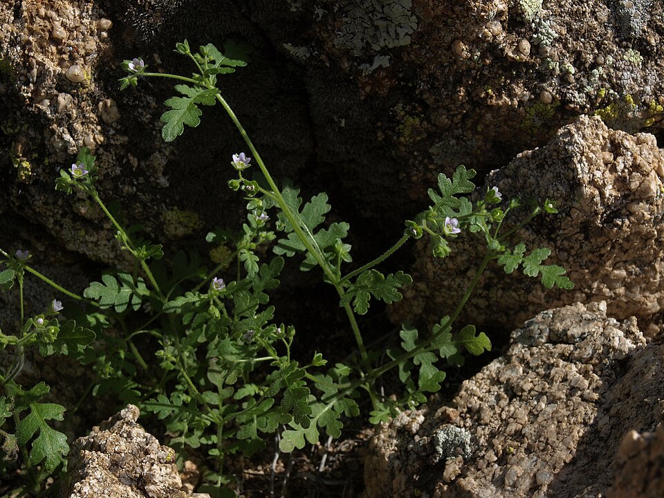 Eucrypta chrysanthemifolia (common eucrypta) (alternate view 9)