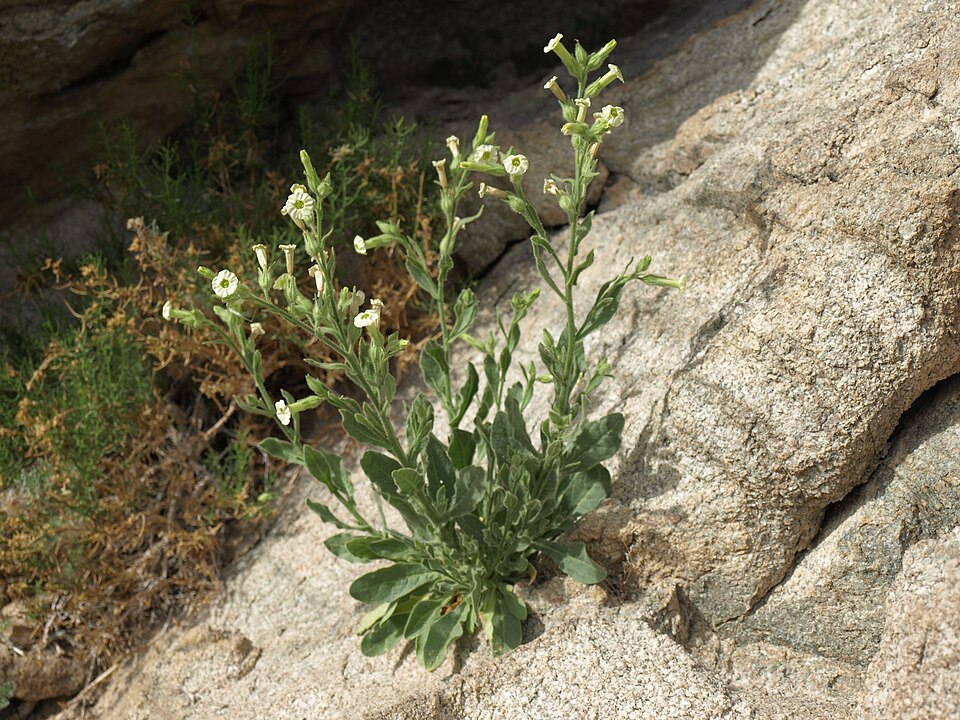 Nicotiana obtusifolia (desert tobacco) (alternate view 4)