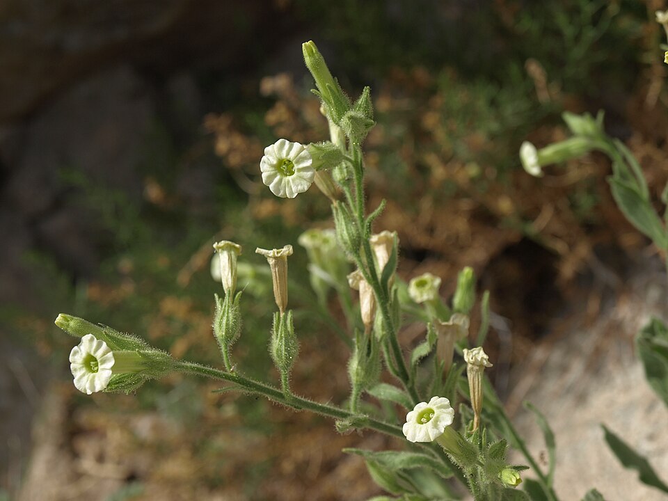 Nicotiana obtusifolia (desert tobacco) (alternate view 5)