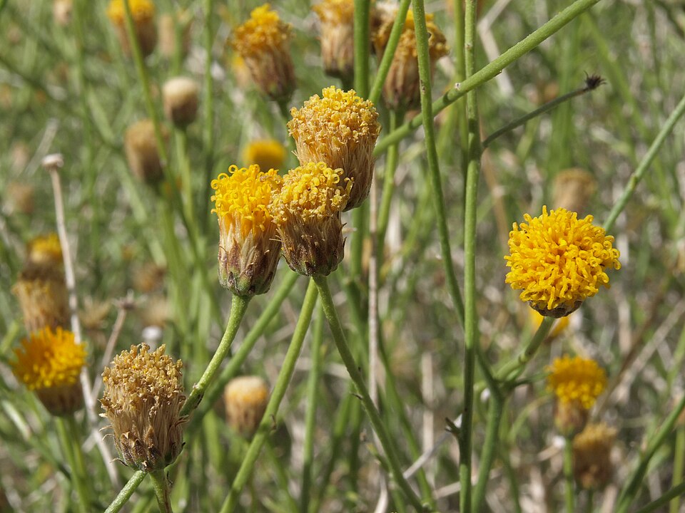 Bebbia juncea (Sweetbush) (alternate view 10)