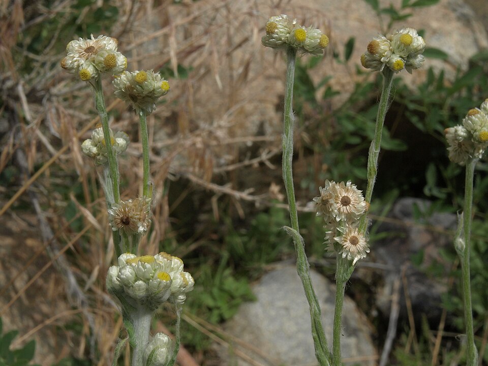 Pseudognaphalium stramineum (cottonbatting plant) (alternate view 4)
