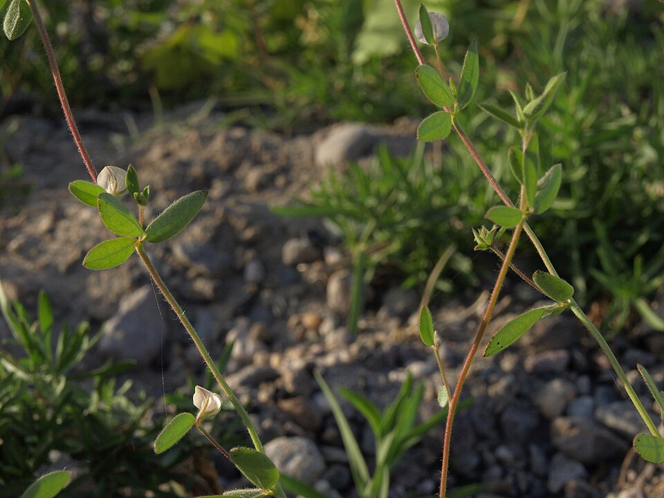 Acmispon americanus (Spanish clover) (alternate view 9)